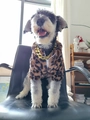 Felpa con cappuccio leopardata invernale per cani con catena d'oro per piccoli cani - M / Leopardo (Colore Zip Casuale)