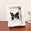 3D hollow shadow box frame with a real metallic green butterfly specimen and white finish - White / 6 inch (13.1x18.2cm)