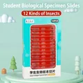 Portable microscope kit for students featuring twelve biological insect specimen slides - 12-Piece Set / Insect