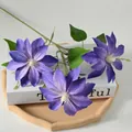 Clematis Deep Purple