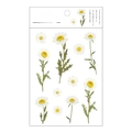 Cute Daisy PET flat sticker floral series fresh journaling DIY decorative sticker sheet - Daisy