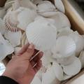 Natural white scallop shells with reddish texture for DIY crafts and home decor - 7-9CM