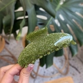 Classic green glitter acrylic hair claw clip with 7 teeth held against monstera leaves - Thickened 7-Tooth Clip (Approx 10cm) / Green Glitter