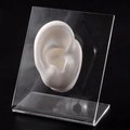 White silicone ear model on transparent acrylic display stand for earrings and jewelry - White Right Ear