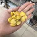 Close-up of yellow heart-shaped stone pendants held in hand for size comparison - Yellow Jade