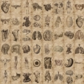 Adesivi di anatomia medica vintage con scheletri e organi su carta pergamena antica - 56 Pezzi Scheletro Umano