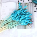 Detail of vivid sky blue dried Lagurus ovatus rabbit tail grass for DIY decor - Light Blue