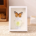 Witte insectenbox met vlinderpreparaten van de Tijgermonarch en de Bosnymphalide - Hol 3cm/7 inch Vierkant / Wit