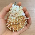 Artistic natural seashell pendant with brown spots and sharp spikes on a metal ring - Small Spondylus Shell Memo Pad / Approx. 6-9cm