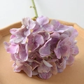 Film Hydrangea Colorful Purple