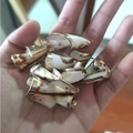 Natural white and brown spiral seashell pendants with gold-plated edges for DIY jewelry - Style 35