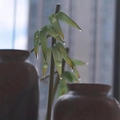 Modern hair pin featuring faux bamboo leaves and realistic water droplets detail - Bamboo Leaf Hair Stick