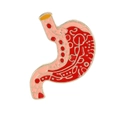 Creatieve emaille speld met maaganatomie in rood en roze met gouden afwerking - Maag