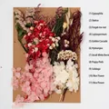 DIY dried flower kit with gypsophila and hydrangea on kraft paper for handmade crafts - Flower Pack A16