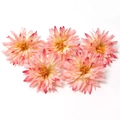 Cinco cabezas de flores de dalia artificiales rosa degradado para bodas y accesorios - #16 Crisantemo Garra de Cangrejo (Pack de 5)