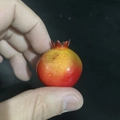 Miniature artificial pomegranate model with red and yellow gradient for photo props - Mini Pomegranate