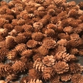 Natural dried brown pine cones bulk pack for DIY Christmas holiday decoration - Larch / 2-3cm / Brown