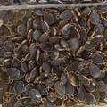 Bulk water-drop shape grey stone pendants with gold plated edges in clear container - 8*12mm Double Sided Cut / Grey Agate-Gold Edge
