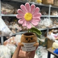 Handmade crochet positive potato potted plant with pink flower and thank you card - Pink Daisy