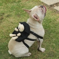 Black canvas dog backpack with plush bear decoration worn by a French Bulldog - Bear / Black