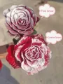 DIY Christmas red roses decorated with fine and coarse artificial snow powder effects - Snow Spray Coarse Snow/4 Bottles 280ml