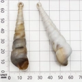 Set di due ciondoli in conchiglia naturale lunghi, marrone e bianco, 50-60 mm - 1 Pezzo Conchiglia in Acrilico 17x68mm