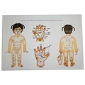 Children standard acupuncture points poster for silicone cupping and massage therapy - Colorful
