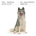 Sitting Husky dog figurine model with realistic grey and white fur and blue eyes - Sitting Husky (PL127-2797)
