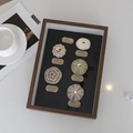 Brown wooden frame with 6 glowing sea urchin specimens on black background - A4 Size Walnut (Includes 5 Shells + Glue + Light Strip)