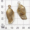 Ciondoli a forma di conchiglia marrone e bianco con anelli su righello graduato - 1 Pezzo Conchiglia in Acrilico 15x32mm