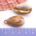 Golden electroplated natural cowrie shell pendants for DIY jewelry with measurement scale - Cream Acrylic Conch 17x32mm (17287)