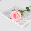 Pink gradient faux velvet rose stem on open magazine for elegant home wedding decor - Large Round Champagne Pink