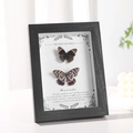 Black wood grain 3D shadow box frame with two real butterfly specimens on white card - 6-inch Real Glass (Wall & Tabletop) / Black