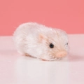 Cute white silicone pig sensory toy with soft long fur and pink nose detail - Mini Skin Color Silicone Pig