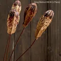 Getrocknete Walnuss-Kapsel am Stiel 40cm für nordische Keramikvasen und Heimdekoration - Natürliches Pappelnuss-Dekor - 40 cm Stiel