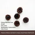 Set of 5 natural black pine cones 3-4cm for DIY Christmas tree decor and floral crafts - Small Oil Pine (3-4cm) - 5 Pcs / Black/Dark Brown