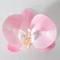 Testa di orchidea finta sfumata rosa e bianca con venature realistiche per decorazioni - Pellicola 3D Rosa N. 1 (Grande)