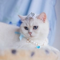 Blue heart pendant pearl necklace and crown hairpin set for small dogs and cats - XS / Blue Star Moon Necklace + Crown Headpiece