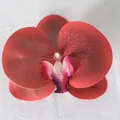 Testa di orchidea artificiale rosso scuro con macchie viola per artigianato fai-da-te e capelli - Pellicola 3D Rosso N. 2 (Grande)