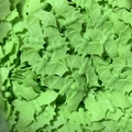 Close-up of bulk light green plastic mini bat toys showing detailed wings for Halloween - Green