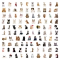 Vista macro de colección de pegatinas de gatos realistas con varias razas y disfraces - Gato Realista / 103 Piezas/Paquete