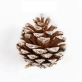 Natural brown pine cone with artificial snow edge for Christmas home decoration - Snowy Pinecone (3-4CM)