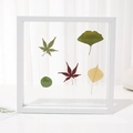 White minimalist square frame showcasing a preserved botanical leaf specimen collection - White