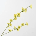 Long Stem Crabapple Yellow