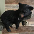 Residue black bear sleeping on tree branch with bee and honeycomb garden ornament - Tree Branch Bear Hanging Ornament
