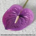 3D Single Anthurium Purple