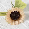 Artificial cream sunflower stem with dark center and green leaves on white texture - New Style Sunflower (Champagne)