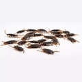 Brown plastic realistic cockroach toys for Halloween pranks, set of 20 pieces - Cockroach