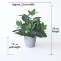 Artificial peperomia plant in white pot showing 26cm height and 22cm width dimensions - Medium Pot + 26cm Monstera Leaf