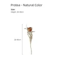 Flor seca Banksia natural con hojas dentadas y marca de altura de 28-40cm - Leucadendron/1pc